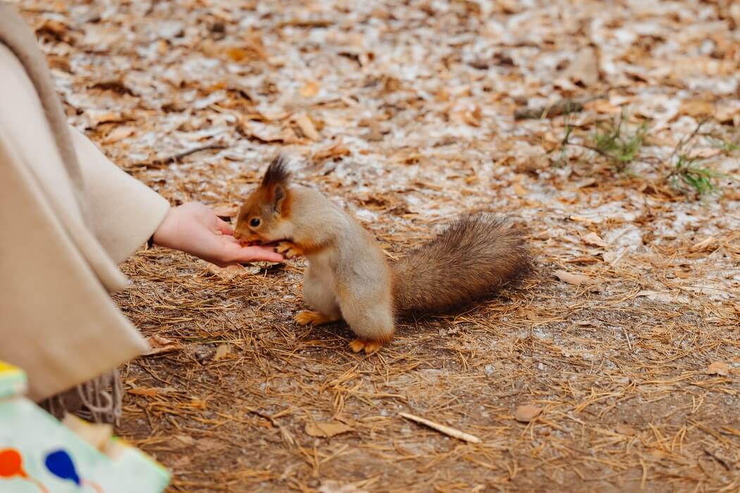 Парки и аллеи. Слайд 4