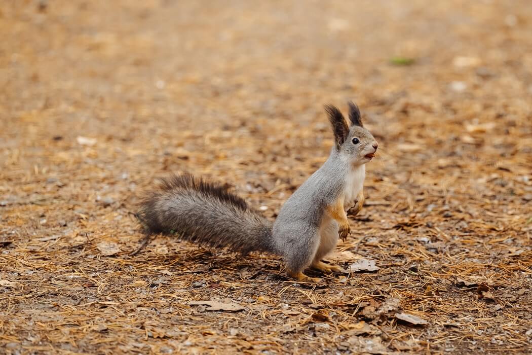 Парки и аллеи. Слайд 5